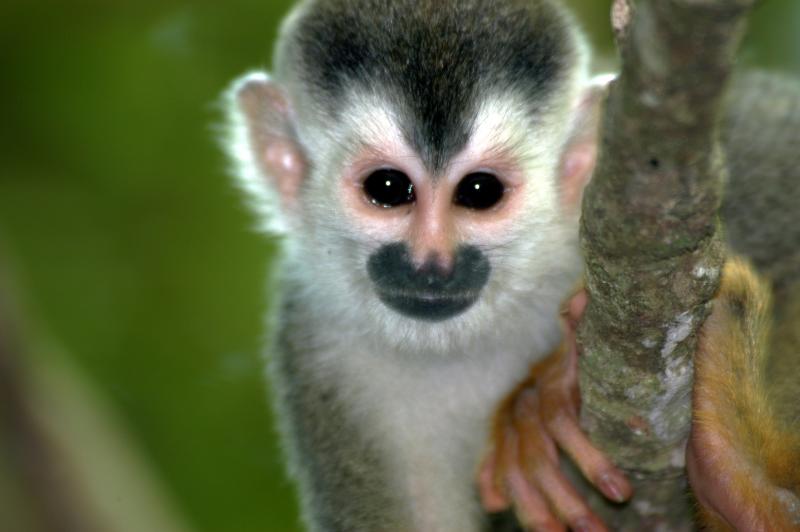 Los bebés de titíes aprenden a hablar escuchando a los adultos