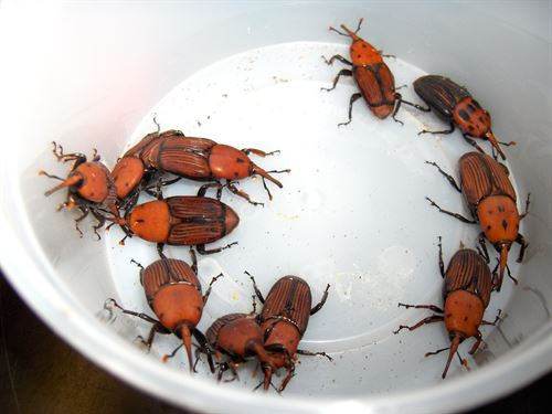 Piden ayuda para paliar las plagas de picudo rojo