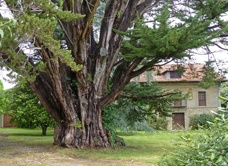 Los árboles serán protagonistas este fin de semana de un nuevo curso ‘Noja