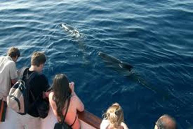 SEO/BirdLife por el Estrecho avistando aves marinas y cetáceos