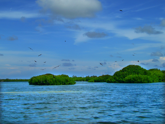 Estudian manglares en región central cubana