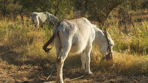 Burros evitarán incendios forestales desbrozando el entorno de Doñana