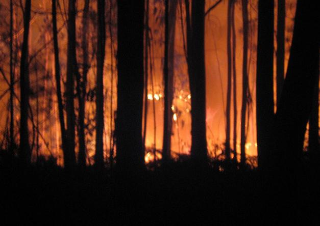 Cada año la ciudad pierde mil 733 ha de suelo de conservación por incendios