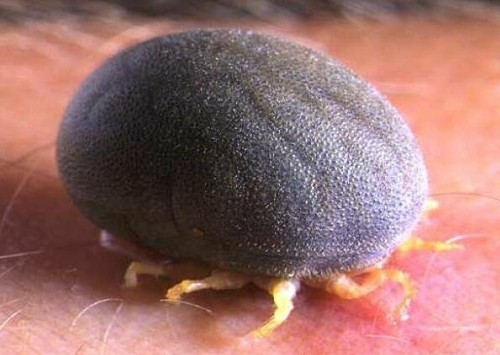 Vacunas contra las garrapatas