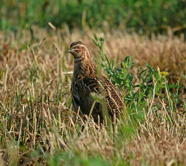 La media veda comienza hoy en 9 CCAA