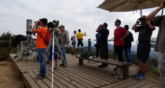 27ª Campaña de seguimiento de la migración de aves rapaces en Collserola