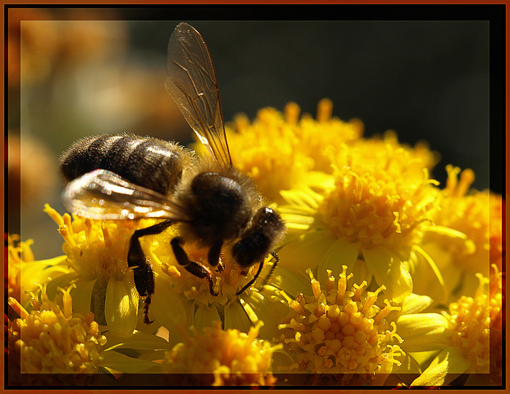 Réquiem por las abejas