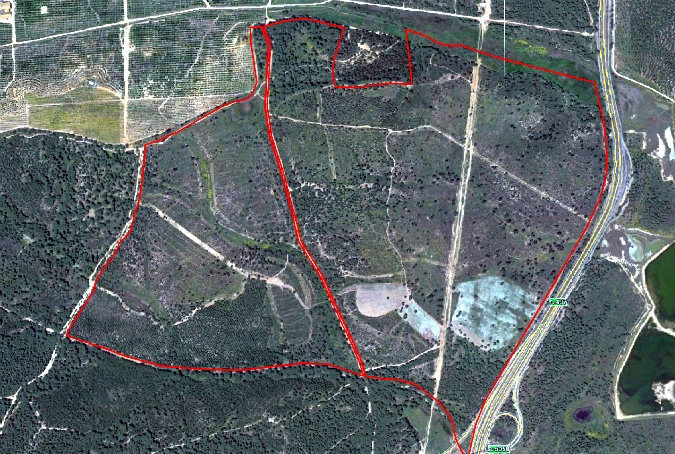 Pérdida de más superficie forestal en Punta Umbría