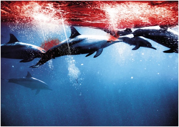 La Cruel Caza de Delfines en Taiji