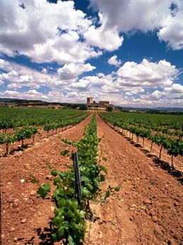 Hollejo de la vid ‘base’ para obtener otros productos