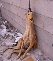 APDDA pregunta al Gobierno si controlará la tenencia de galgos