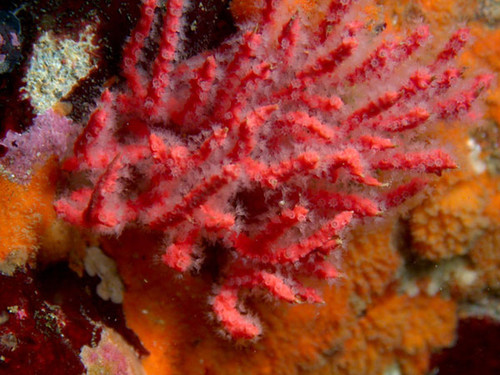Al descubierto una nueva especie de coral color rojo en el Pacífico peruano