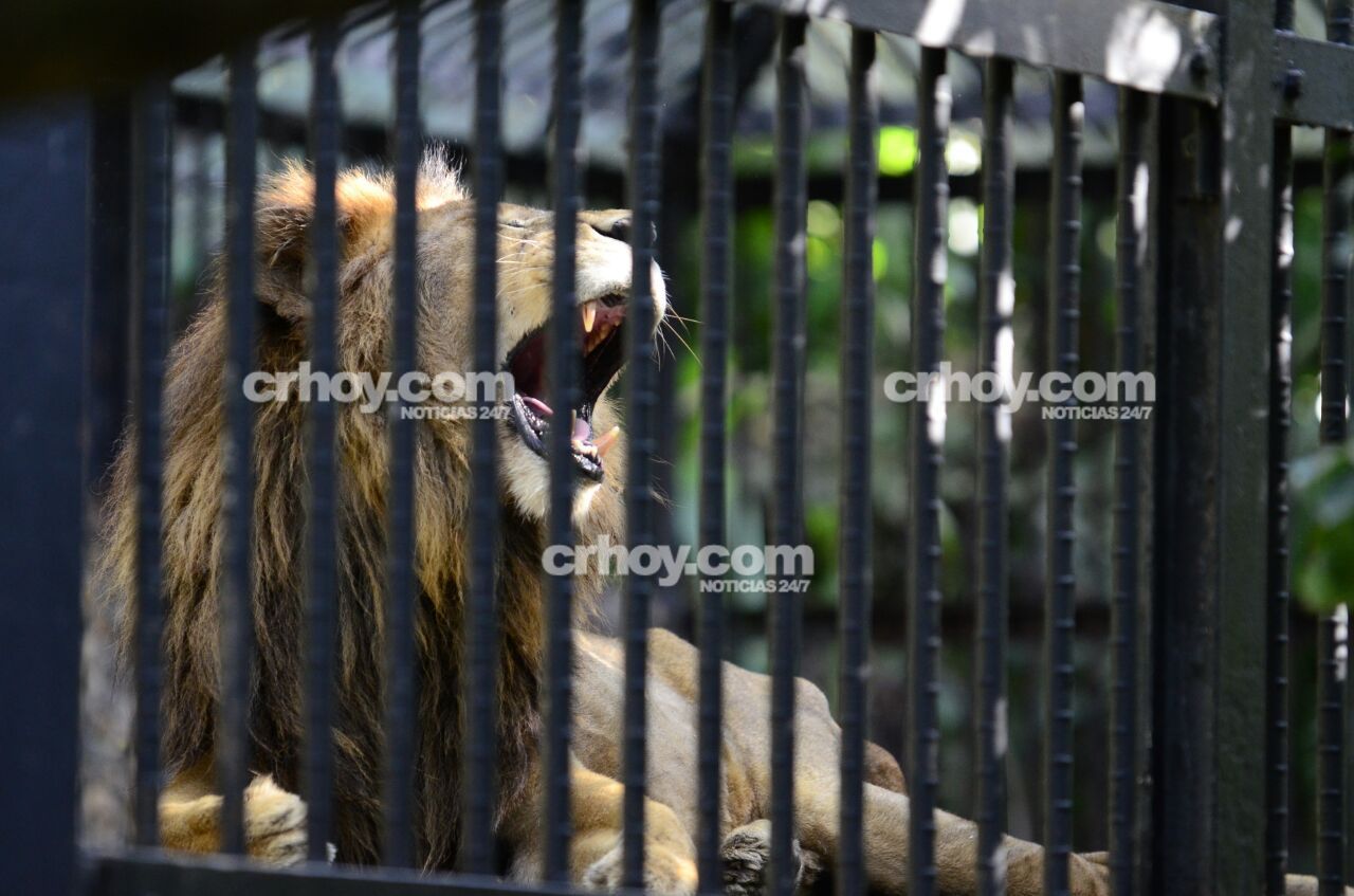 Qué pasará con el león Kivú