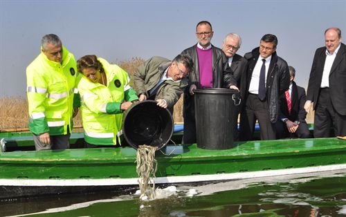 Barberá participa en la suelta de anguilas en La Albufera para asegurar la presencia de la especie en el lago