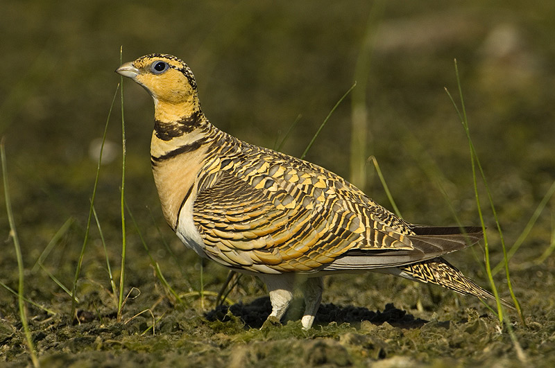 Leguminosas para frenar la pérdida de patrimonio genético agrícola y beneficiar a las aves esteparias