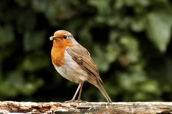 Canadá. Congreso Mundial de SEO/Birdlife