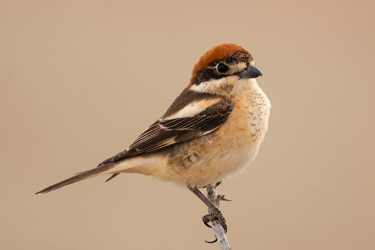 Días de las Aves 2021