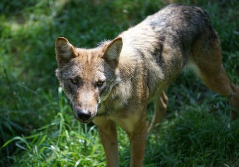 El lobo no está ‘solo’