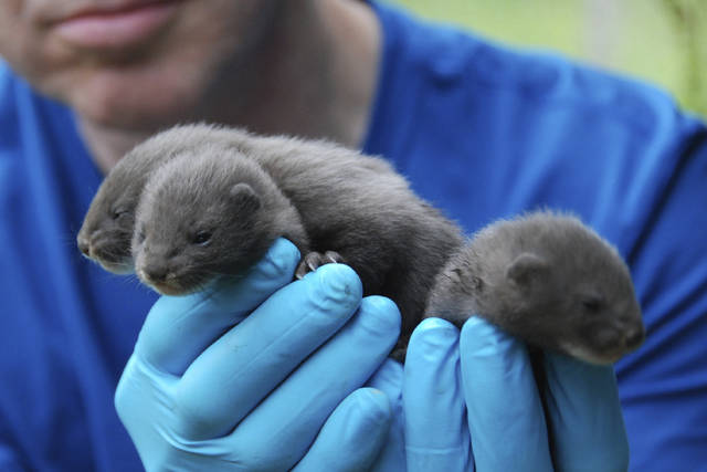 Tres nuevas hembras de visón europeo llegan a Aragón