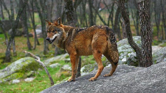 Miles de personas se manifiestaron a favor del lobo ibérico