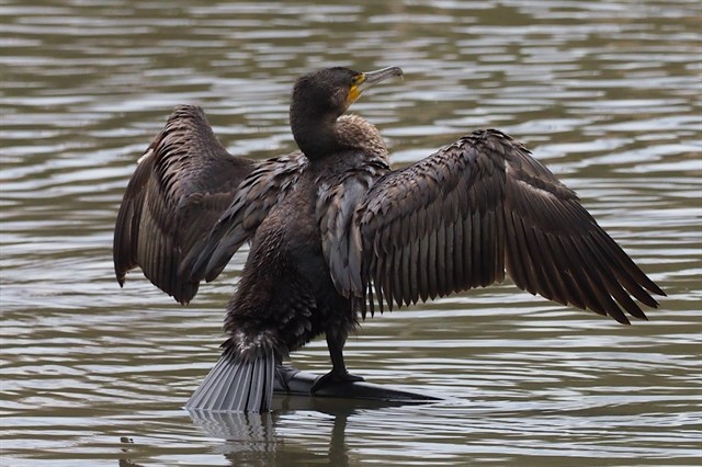 Ecologistas critican al Principado por autorizar una "matanza" de cormoranes