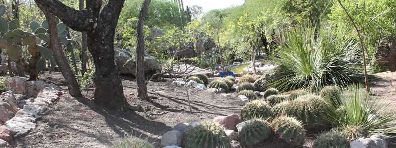 Jardín Botánico Regional de Cadereyta: los privilegios de la biodiversidad