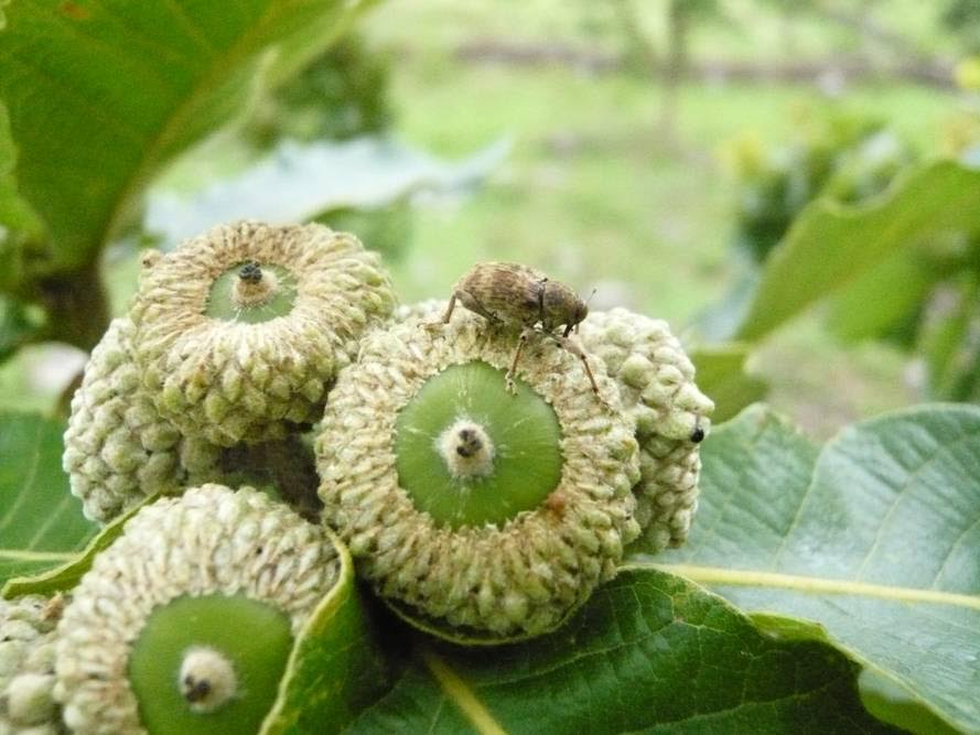 El calentamiento global puede cambiar la proporción de sexos de los gorgojos de las bellotes