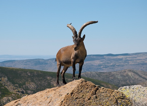 Comunidad de Madrid defiende la batida de cabras montesas por sobrepoblación y para evitar brotes de sarna