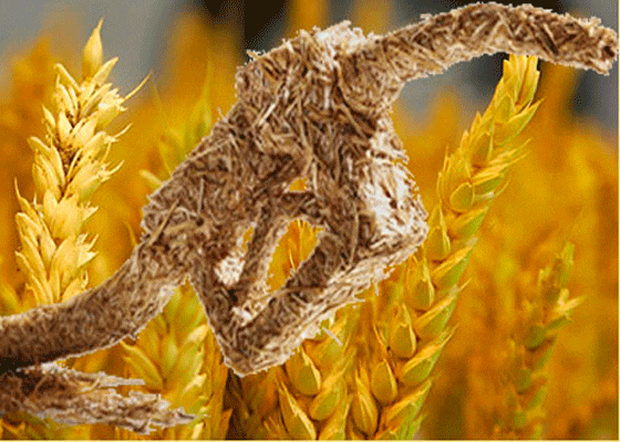 Europa limitará al 7% los biocarburantes elaborados con cultivos alimentarios