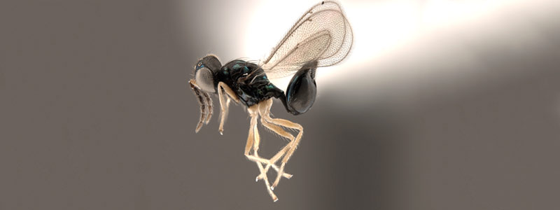 La fotografía científica en México: insectos en alta resolución