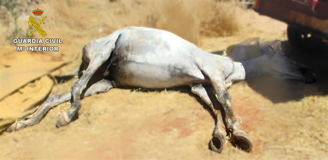 En Alcázar de San Juan abandonan a un caballo que tuvo que ser sacrificado