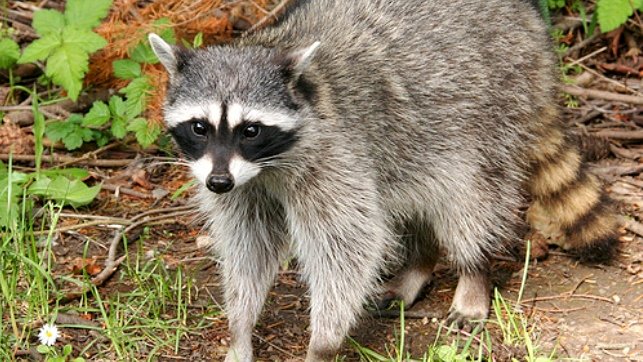 Recuperan un mapache Procyon en Fontanar