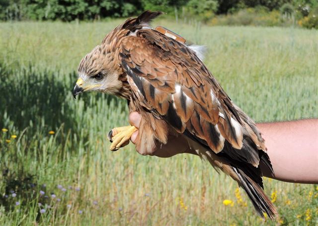 Radio marcajes de milanos reales en Castilla y León