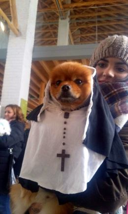 Conoces el concurso de disfraces de mascotas de Vegas del Genil