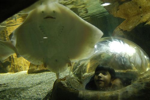 El Acuario de Gijón cuenta con cuarenta nuevas rayas