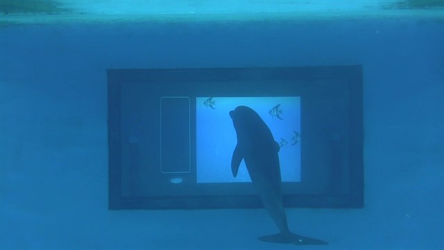Delfines interactúan con apps en una pantalla táctil