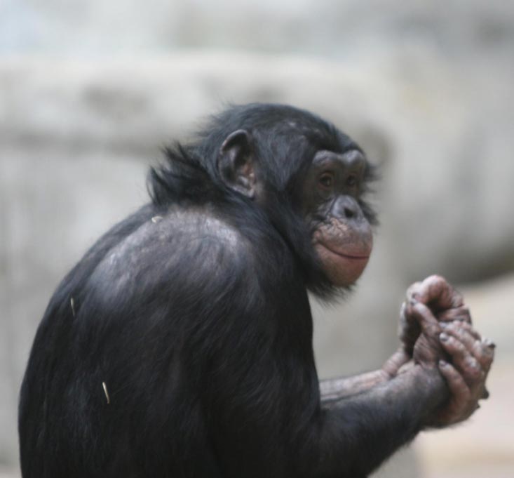 Los bonobos comparten voluntariamente la comida con extraños a cambio de compañía