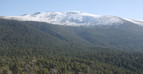 Los Montes de Valsaín en Segovia vitales para el águila imperial