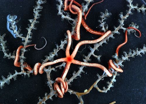 Europa satisfecha con las ‘insuficientes’ áreas marinas protegidas