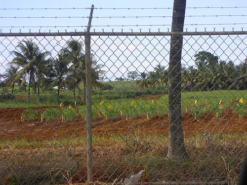 Los cultivos transgénicos no son una solución frente al cambio climático