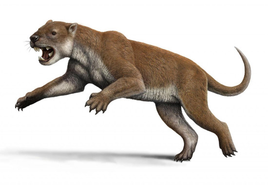 Qué sabes del león marsupial