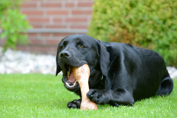 Te explicamos por qué tu ‘labrador retriever’ solo piensa en comer