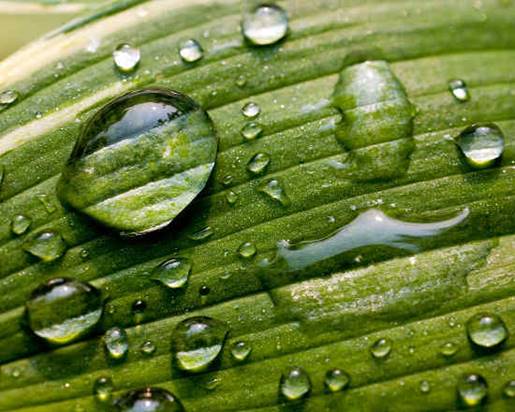 El máster en Gestión Sostenible del Ambiente de IIFA