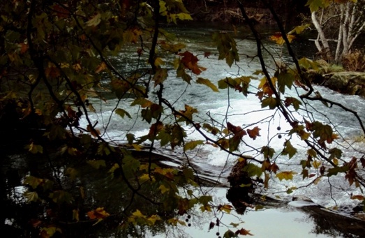 Restauración ambiental en los ríos de la provincia de Pontevedra