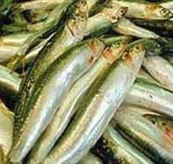 La elaboración de la anchoa del Cantábrico supera el examen de la huella del carbono