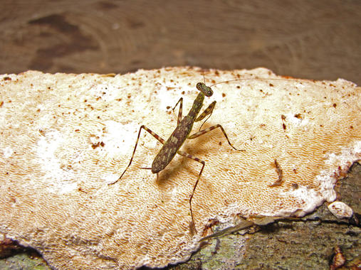 19 nuevas especies de mantis rápidas