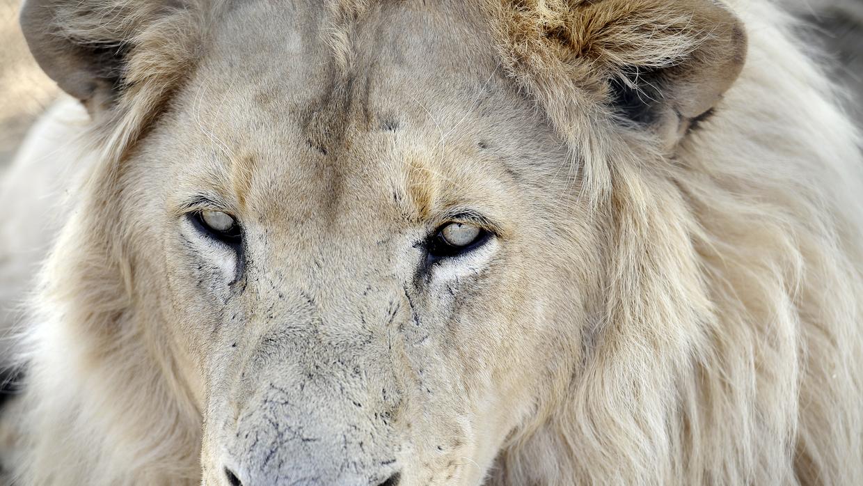 No solo los elefantes