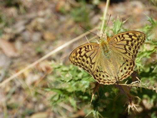 Global Change Award de H&amp;M