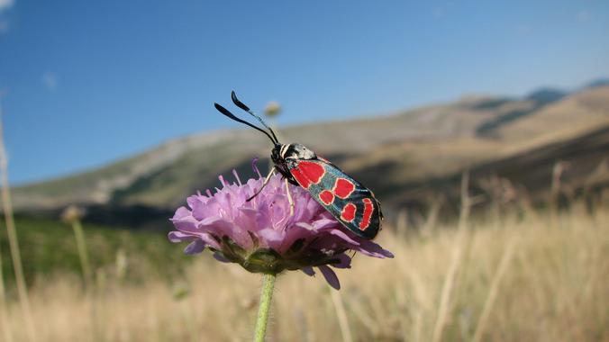 Predecir el colapso de las redes entre especies ayuda a combatirlo