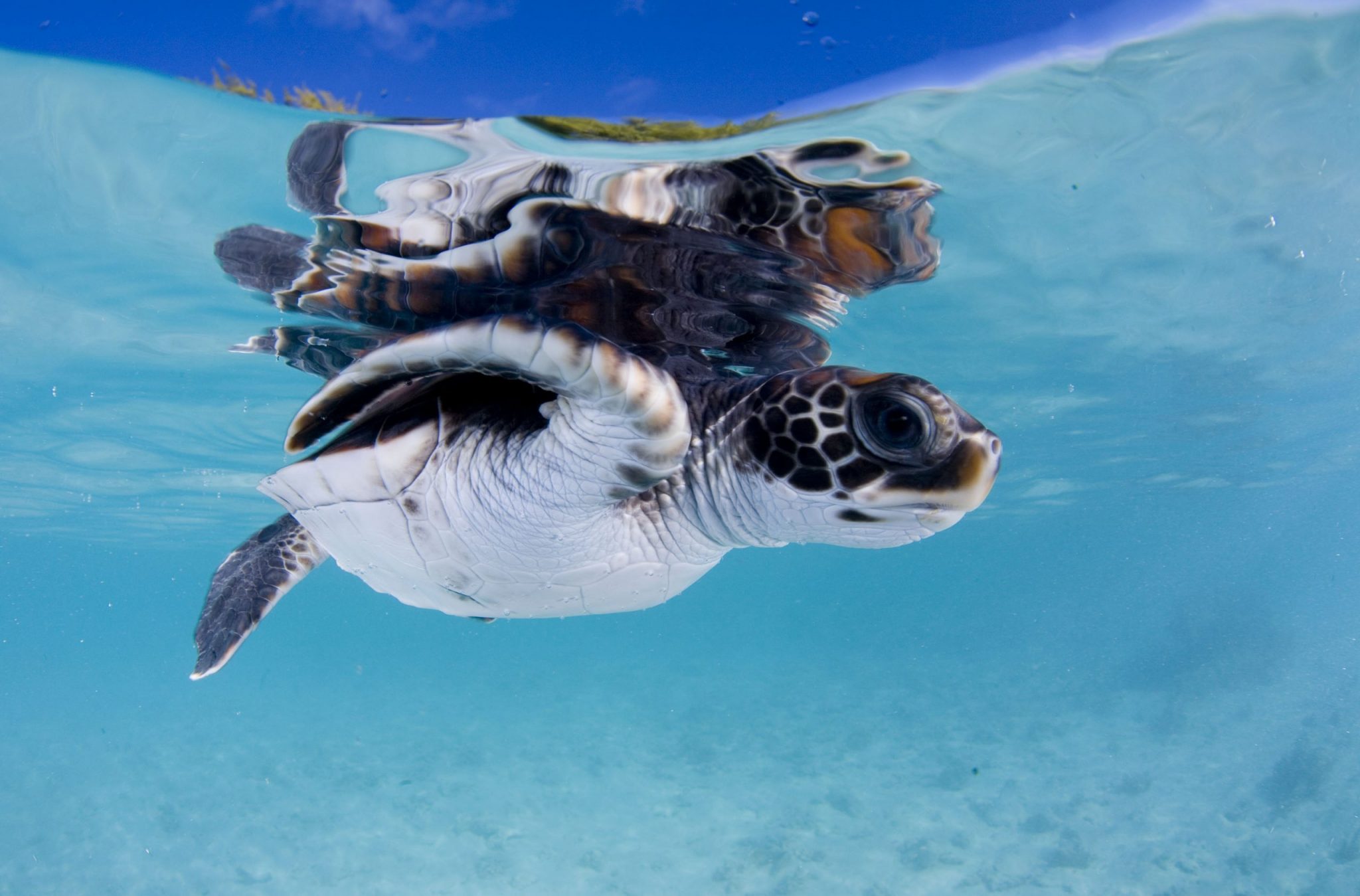 Celebra el Día del Océano y apadrina tortugas en Tahití